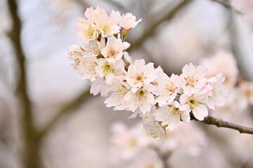 Fototapeta na wymiar Beautiful White Cherry blossoms Flower Opening
