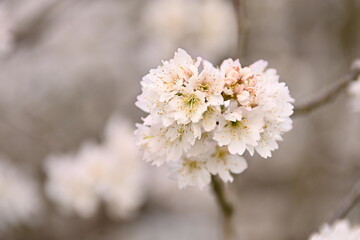 Beautiful White Cherry blossoms Flower Opening