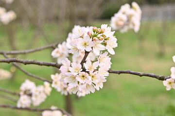 Beautiful White Cherry blossoms Flower Opening