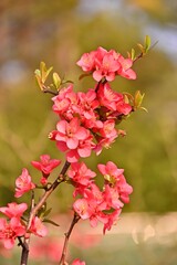 Beautiful Red Cherry Blossom Flower Opening