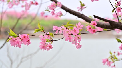 Pink Cherry Blossoms in Spring Season near River