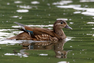 Red Data Book mandarin ducks in the wild. Beautiful bright ducks swim in the pond. Mandarin duck chicks.