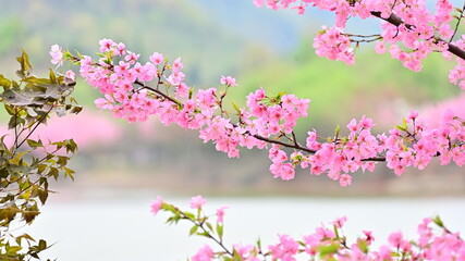 Pink Cherry Blossoms in Spring Season near River