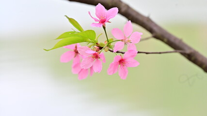 Pink Cherry Blossoms Flower Opening in Spring