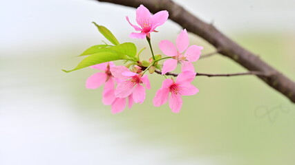 Obraz premium Pink Cherry Blossoms Flower Opening in Spring