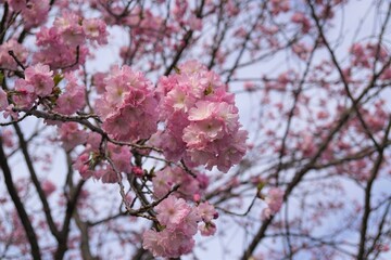 Fototapeta premium 八重桜