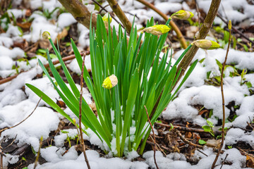 Wild daffodils in the snow