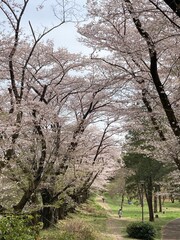 Obraz premium blossom trees