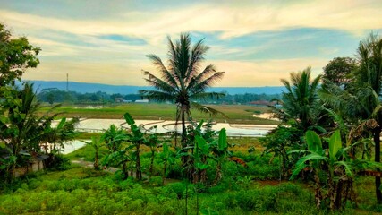 Fototapeta premium trees at sunset
