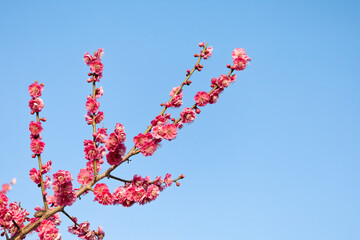 青空と梅の花