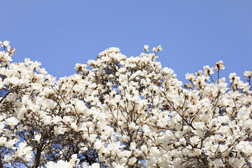 青空に映える白木蓮