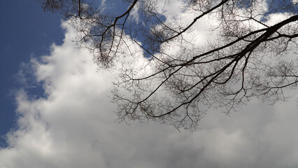 The clear sky, the clouds, and the branches as if they were washed away.