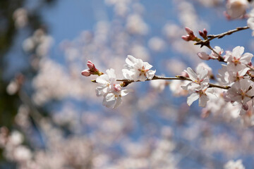 青空に映える桜と蕾