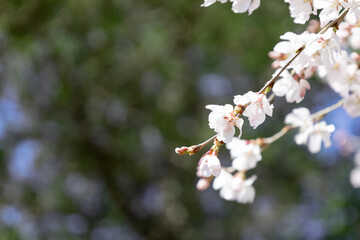 緑の中の桜