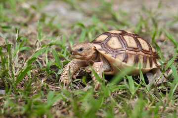 Tortoise is walking on the ground