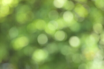 Fototapeta na wymiar Abstract blurred green nature on daylight background, greenery season