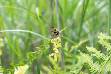 Fototapeta premium 葉の上の蝶