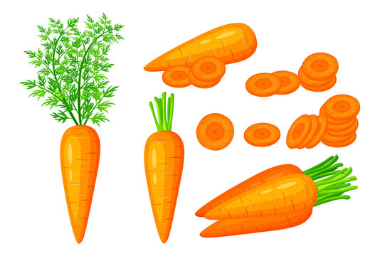Set of fresh orange carrots in cartoon style. Vector illustration of vegetables whole and cut into slices and halves, with a leaf on white background.