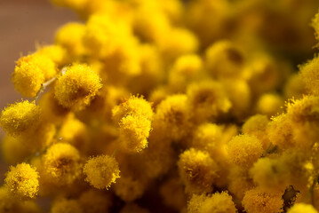 Yellow mimosa close-up. Yellow natural background. spring mood