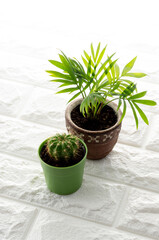Obraz premium 観葉植物