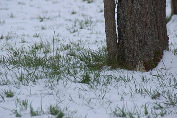 Letzter Schnee und erstes Grün