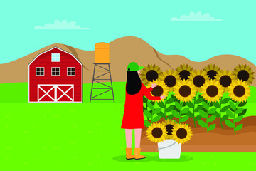 Harvesting vector concept. Female farmer harvesting sunflower on the farmland while collecting on the bucket