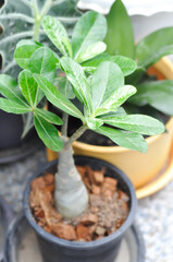 Adenium obesum , Impala Lily or Pink Bignonia or Mock Azalea or Desert Rose