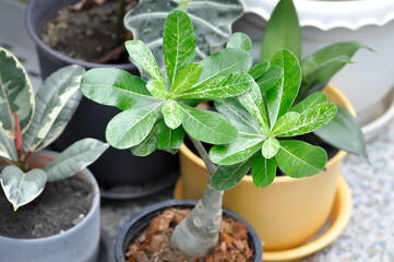 Adenium obesum , Impala Lily or Pink Bignonia or Mock Azalea or Desert Rose
