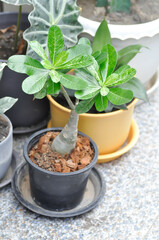 Adenium obesum , Impala Lily or Pink Bignonia or Mock Azalea or Desert Rose