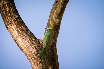 Blue bearded bee eater or Nyctyornis athertoni bird perched in dhikala zone forest of jim corbett national park uttarakhand india