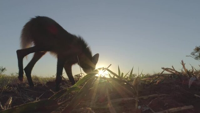 Maned wolf moves in front of the rising sun