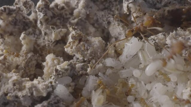 Leaf cutter ants inside nest - ants moving around larvae pupae and fungae