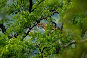 wild indian female leopard or panther hanging on tree eyeing on prey or stalking in natural monsoon...