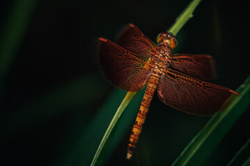 dragonfly on a leaf