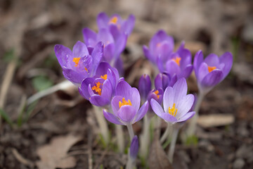 Group of purple crocus flowers on a spring meadow. Crocus blossom. Mountain flowers. Spring...