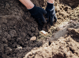 Men's hands plant potato tubers in the ground. Early spring preparation for the garden season. Growing organic vegetables.
