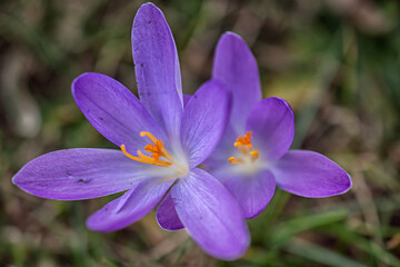 Group of purple crocus flowers on a spring meadow. Crocus blossom. Mountain flowers. Spring landscape. 