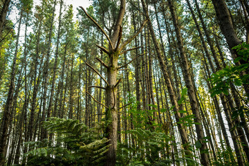 Pine forest - Rotorua 