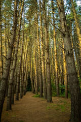 Regenerated pine forest 