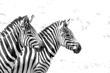 Fototapeta na wymiar Two african zebras in black and white