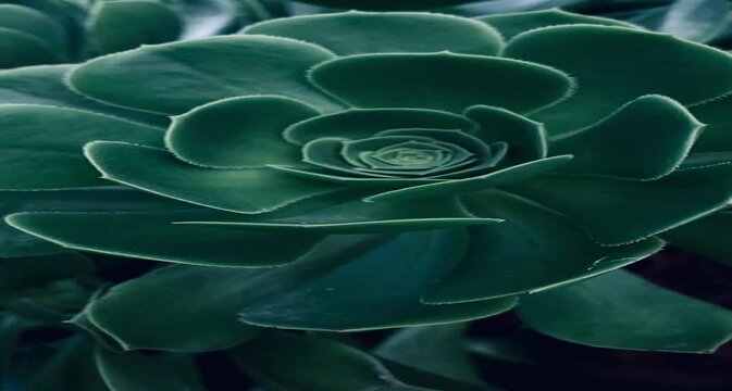 Vertical slow motion video of succulent