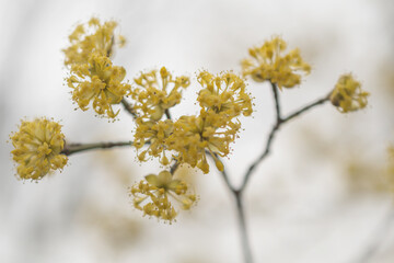 Branches with European corn  flowers in spring, Cornelian cherry , Cornus mas. Spring flowers 