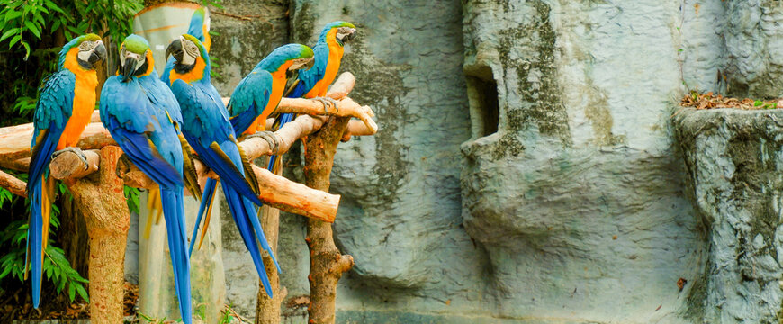 Photograph of a flock of parrots planting branches in the zoo in the morning.