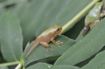 蛙の幼生