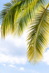 Fototapeta premium Close-up of palm leaves against a blue sky with clouds.