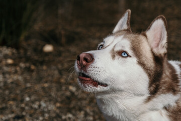 portrait of a husky looking towards the camera, about to bark