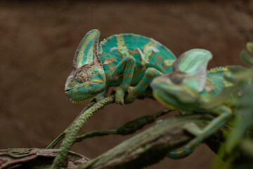 Fototapeta premium lizard, chameleon with blur background