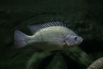 Fototapeta premium Tilapia in the tank with blur background