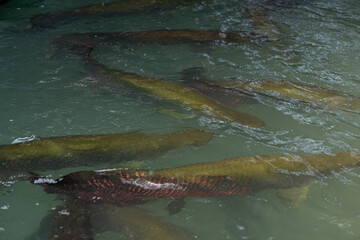 Fototapeta premium arapaima, dangerous amazon fish, giant
