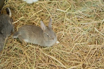 rabbit, bunny pet with blur background, animals
